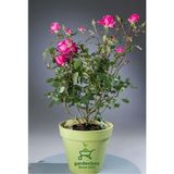 Mis Kokulu Canlı Pembe Isparta Gülü 30-40 cm
