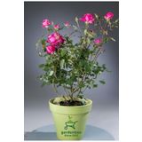 Mis Kokulu Canlı Pembe Isparta Gülü 30-40Cm