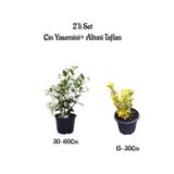 Mis Kokulu Çin Yasemini Çiçeği+Altuni Taflan Çit Bitkisi 2'li Set Dışmekan Bitkileri