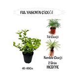 Mis Kokulu Ful Yasemin 1 Adet+Kurdele Çiçeği Hediyeli Peyzaj Seti, SRD04022025BYB1263