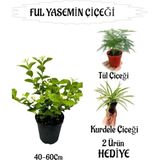 Mis Kokulu Ful Yasemin 1 Adet+Tül Çiçeği-Kurdele Çiçeği Hediyeli