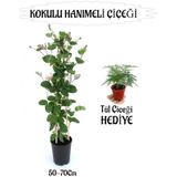 Mis Kokulu Hanımeli Çiçeği 1 Adet+tül Kuşkonmaz Çiçeği Peyzaj Seti