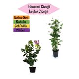 Mis Kokulu Hanımeli Fidanı+kokulu Leylak Çiçeği Fidanı 40-80cm 2 Adet Kokulu Bahçe Seti