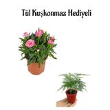 Mis Kokulu Hediyelik Şeker Pembe Karanfil Çiçeği Tül Kuşkonmaz Hediyeli