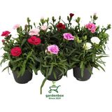 Mis Kokulu Karanfil Çiçeği Kırmızı-Pembe-Beyaz 3 Adet Saksılı Bodur Tür 15-25CM