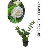 Mis Kokulu Katlı Ful Yasemin Çiçeği 1 ADET Saksılı 30-60cm Bahçe Bitkisi