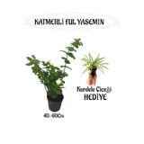 Mis Kokulu Katmerli Ful Yasemin 1 Adet+Kurdele Çiçeği Hediyeli, BTS01YGNA142