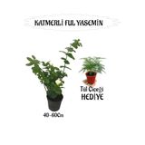 Mis Kokulu Katmerli Ful Yasemin 1 Adet+Tül Kuşkonmaz Çiçeği Hediyeli, BTS01YGNA147