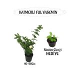 Mis Kokulu Katmerli Ful Yasemin 1 Adet+Tül Kuşkonmaz Çiçeği Hediyeli, BTS01YGNA149