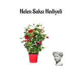 Mis Kokulu Kırmızı Mandevilla Çiçeği Sevgililer Gününe Özel Helen Saksı Hediyeli, BTS001NA2011