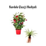 Mis Kokulu Kırmızı Renk Mandevilla Çiçeği Sevgililer Gününe Özel Kurdele Çiçeği Hediyeli, BTS001NA2207