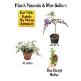 Mis Kokulu Klasik Yasemin Çiçeği+Mor Salkım Ağacı Fidanı Buz Çiçeği Hediyeli Peyzaj Seti
