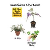 Mis Kokulu Klasik Yasemin Çiçeği+Mor Salkım Ağacı Fidanı Itır Çiçeği Hediyeli Peyzaj Seti, BTS01NA0091