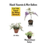 Mis Kokulu Klasik Yasemin Çiçeği+Mor Salkım Ağacı Fidanı Mezem Çiçeği Hediyeli Peyzaj Seti, BTS01NA0093