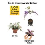 Mis Kokulu Klasik Yasemin Çiçeği+Mor Salkım Ağacı Fidanı Telgraf Çiçeği Hediyeli Peyzaj Seti