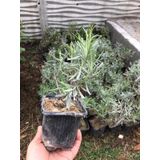 Mis Kokulu Lavanta Fidanı Fidesi 15-25 Cm