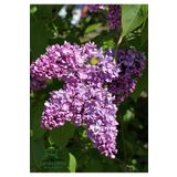 Mis Kokulu Leylak Çiçeği 1 ADET Saksılı/Tüplü 40-60Cm Dış Mekan Bitkisi (Syringa)