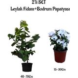 Mis Kokulu Leylak Fidanı+Beyaz Bodrum Papatyası 2'li Bahçe Peyzaj Seti