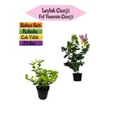 Mis Kokulu Leylak Fidanı+kokulu Ful Yasemin Çiçeği 40-80cm 2 Adet Kokulu Bahçe Seti