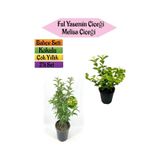 Mis Kokulu Melisa Fidanı+kokulu Ful Yasemin Çiçeği 40-80cm 2 Adet Kokulu Bahçe Seti