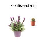 Mis Kokulu Mor Lavanta Fidanı Sevgililer Gününe Özel Kaktüs Hediyeli, BTS001NA2953