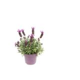 Mis Kokulu Mor Lavanta Fidanı Sevgililer Gününe Özel Kaktüs Hediyeli, SRD30012025BYB886