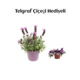 Mis Kokulu Mor Lavanta Fidanı Sevgililer Gününe Özel Telgraf Hediyeli, SRD30012025BYB664