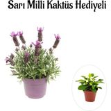Mis Kokulu Mor Lavanta Fidanı Sevgililer Gününe Özelsarı Milli Kaktüs Hediyeli