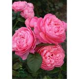 Mis Kokulu Pembe Isparta Gülü Saksılı 30-50 cm
