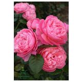 Mis Kokulu Pembe Isparta Gülü Saksılı 30-50Cm