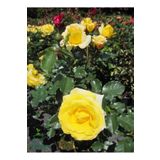 Mis Kokulu Sarı Renk Gül Fidanı 30-40Cm 1 Adet Saksıda (Rose)