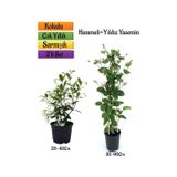 Mis Kokulu Yıldız Yasemin+Kokulu Hanımeli Çiçeği Fidanı 2'li Bahçe Peyzaj Seti
