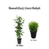 Mis Kolulu Hanımeli Çiçeği Fidanı+Çalı Şimşiri Fidanı Hediyeli Bahçe Bitkisi