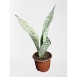 Misda Store Avantajlı Mini Paşa Kılıcı Sansevieria [30-40CM ]