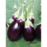 Misda Store Garden Doğal Patlıcan Adana Dolma 100 Ad. Tohum