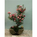 Misda Store Look Bodur Pembe Gül Bonzai Ağacı Tohumu 5 Adet Tohum Bonsai Ağacı Tohumu TH-8777963100556