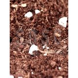 Misda Store Mix Ithal Torf Cocopeat Perlit Özel Karışım Saksı Harcı Çiçek ve Bitki Toprağı 5 Lt