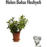 Misda Store Öğretmenler Gününe Özel Parlak Yapraklı Para Çiçeği Helen Saksı