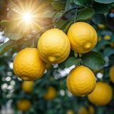 Misda Store Sepetim 5 Yaş Aşılı 7 Veren(Yediveren) Mayer Limon Fidanı *üzeri Meyveli*