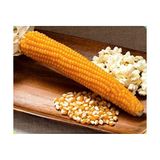 Mısır Popcorn Cin Mısır Tohumu 50 Adet Tohum
