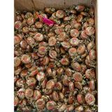 Miss Sütlü Bonbon Bayram Şekeri 500 gr