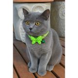 MIT Kedi Boyun Tasması Kelebekli