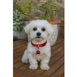 MIT KÖPEK FİGÜRLÜ ZİLLİ TASMA