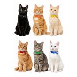 MIT Pineapple Pati Desenli 3 adet Kedi Tasması