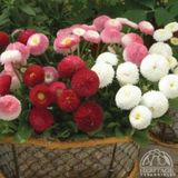Mix Katmerli Bellis Perennis Ponpon İngiliz Çayır Papatyası Çiçeğ