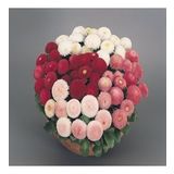 Mix Katmerli Bellis Perennis Ponpon İngiliz Çayır Papatyası Çiçeği Tohumu(100 Tohum)