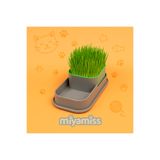 Miyamiss Hidroponik Topraksız Doğal Kedi Çim Yetiştirme Kabı/Kedi Çimi/Catnip