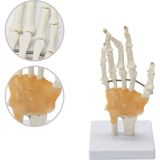 Miyang El ve El Bileği Maketi Model 25 - Renkli