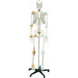 Miyang Tam Boy Insan Iskelet Maketi 176 cm Model 3 (Yarım Vücut Ligament) - 0