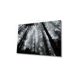 Miyrem Glasses Collection -A1^# Siyah Beyaz Ağaçlar Cam Tablo 80X130/A4698